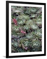 Ice Plant Clovers-Rachel Perry-Framed Art Print