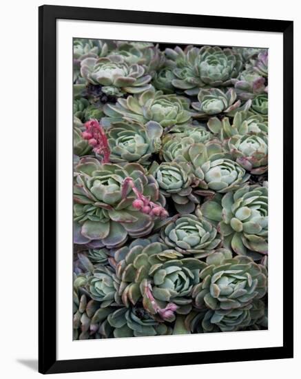 Ice Plant Clovers-Rachel Perry-Framed Art Print