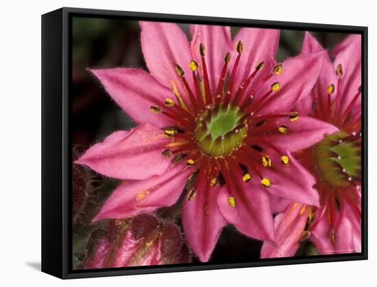 Ice Plant Flowers, California, USA-Gavriel Jecan-Framed Stretched Canvas