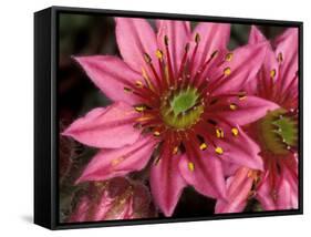 Ice Plant Flowers, California, USA-Gavriel Jecan-Framed Stretched Canvas