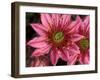 Ice Plant Flowers, California, USA-Gavriel Jecan-Framed Photographic Print