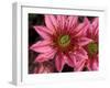 Ice Plant Flowers, California, USA-Gavriel Jecan-Framed Photographic Print