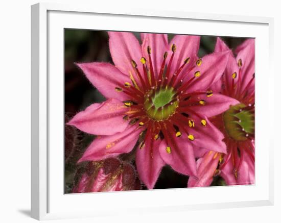 Ice Plant Flowers, California, USA-Gavriel Jecan-Framed Photographic Print
