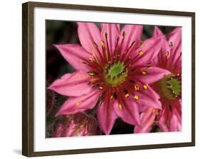 Ice Plant Flowers, California, USA-Gavriel Jecan-Framed Photographic Print
