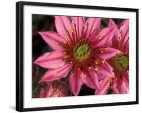 Ice Plant Flowers, California, USA-Gavriel Jecan-Framed Photographic Print