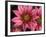 Ice Plant Flowers, California, USA-Gavriel Jecan-Framed Photographic Print