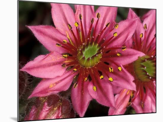 Ice Plant Flowers, California, USA-Gavriel Jecan-Mounted Photographic Print