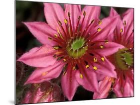 Ice Plant Flowers, California, USA-Gavriel Jecan-Mounted Photographic Print