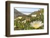 Ice Plant (Hottentot Fig) (Carpobrotus Edulis)-Nick Upton-Framed Photographic Print