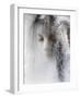 Ice Queen-Jeffrey Hummel-Framed Giclee Print