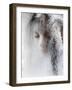 Ice Queen-Jeffrey Hummel-Framed Photographic Print