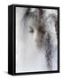 Ice Queen-Jeffrey Hummel-Framed Stretched Canvas