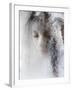 Ice Queen-Jeffrey Hummel-Framed Photographic Print