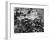 Ice, Rock and Reeds, 1954-Brett Weston-Framed Photographic Print