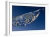 Ice, Saqqaq, Greenland, August 2009-Jensen-Framed Photographic Print