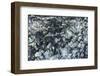 Ice Texture in Hopper Glacier-Kowit.Lee-Framed Photographic Print