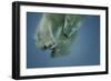 Icebaer-Peter Wagner-Framed Giclee Print