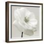 Iceberg Rose Neutral-Tom Quartermaine-Framed Giclee Print