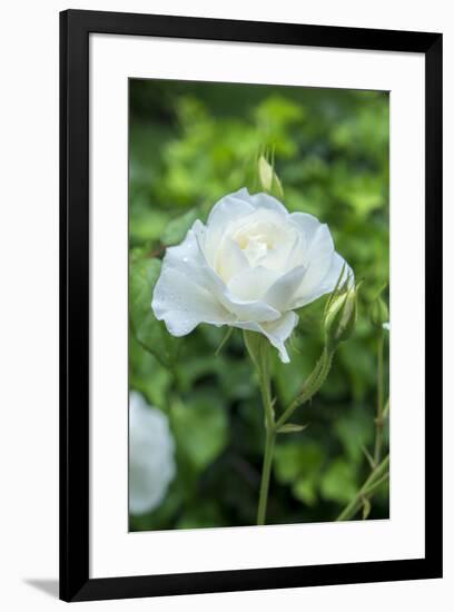Iceberg Rose, Usa-Lisa S. Engelbrecht-Framed Premium Photographic Print