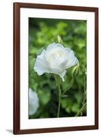 Iceberg Rose, Usa-Lisa S. Engelbrecht-Framed Premium Photographic Print