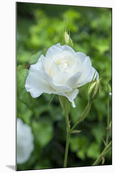 Iceberg Rose, Usa-Lisa S. Engelbrecht-Mounted Premium Photographic Print