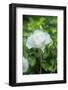 Iceberg Rose, Usa-Lisa S. Engelbrecht-Framed Photographic Print