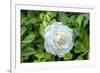 Iceberg Rose, Usa-Lisa S. Engelbrecht-Framed Photographic Print