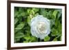 Iceberg Rose, Usa-Lisa S. Engelbrecht-Framed Photographic Print