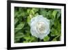 Iceberg Rose, Usa-Lisa S. Engelbrecht-Framed Photographic Print