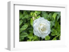 Iceberg Rose, Usa-Lisa S. Engelbrecht-Framed Photographic Print