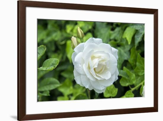 Iceberg Rose, Usa-Lisa S. Engelbrecht-Framed Premium Photographic Print