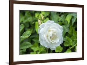 Iceberg Rose, Usa-Lisa S. Engelbrecht-Framed Premium Photographic Print