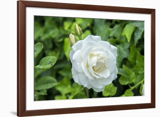 Iceberg Rose, Usa-Lisa S. Engelbrecht-Framed Premium Photographic Print