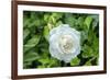 Iceberg Rose, Usa-Lisa S. Engelbrecht-Framed Premium Photographic Print