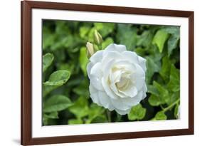 Iceberg Rose, Usa-Lisa S. Engelbrecht-Framed Premium Photographic Print