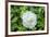 Iceberg Rose, Usa-Lisa S. Engelbrecht-Framed Premium Photographic Print