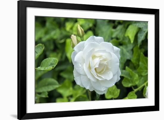 Iceberg Rose, Usa-Lisa S. Engelbrecht-Framed Premium Photographic Print