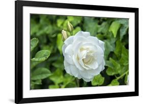 Iceberg Rose, Usa-Lisa S. Engelbrecht-Framed Premium Photographic Print