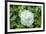 Iceberg Rose, Usa-Lisa S. Engelbrecht-Framed Premium Photographic Print