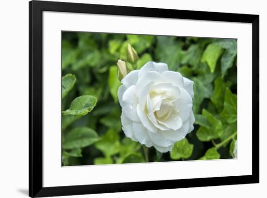 Iceberg Rose, Usa-Lisa S. Engelbrecht-Framed Premium Photographic Print