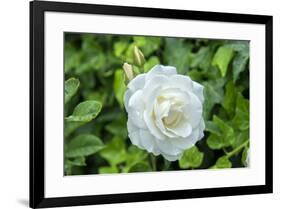 Iceberg Rose, Usa-Lisa S. Engelbrecht-Framed Premium Photographic Print