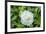 Iceberg Rose, Usa-Lisa S. Engelbrecht-Framed Premium Photographic Print