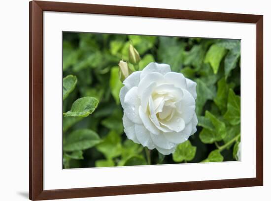 Iceberg Rose, Usa-Lisa S. Engelbrecht-Framed Premium Photographic Print