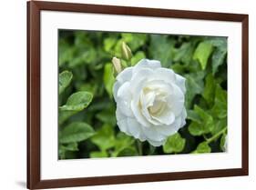 Iceberg Rose, Usa-Lisa S. Engelbrecht-Framed Premium Photographic Print