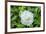 Iceberg Rose, Usa-Lisa S. Engelbrecht-Framed Premium Photographic Print