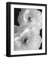 Iceberg Roses II-Sondra Wampler-Framed Art Print