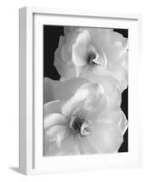 Iceberg Roses II-Sondra Wampler-Framed Art Print