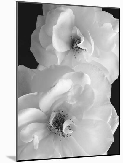 Iceberg Roses II-Sondra Wampler-Mounted Art Print