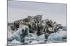Iceberg with Moraine Material and Icicles at Booth Island, Antarctica, Polar Regions-Michael Nolan-Mounted Photographic Print