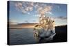 Icebergs at Sunset on Jokulsa Beach, on the Edge of the Vatnajokull National Park, South Iceland-Lee Frost-Stretched Canvas